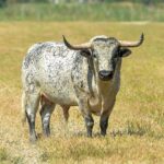 Canas Vigouroux. Camada 2020