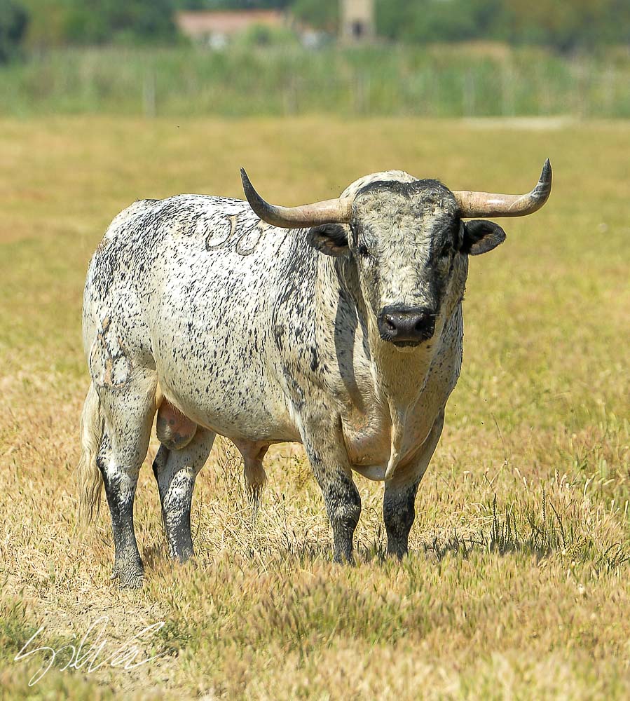 Canas Vigouroux. Camada 2020