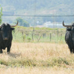 Canas Vigouroux. Camada 2020