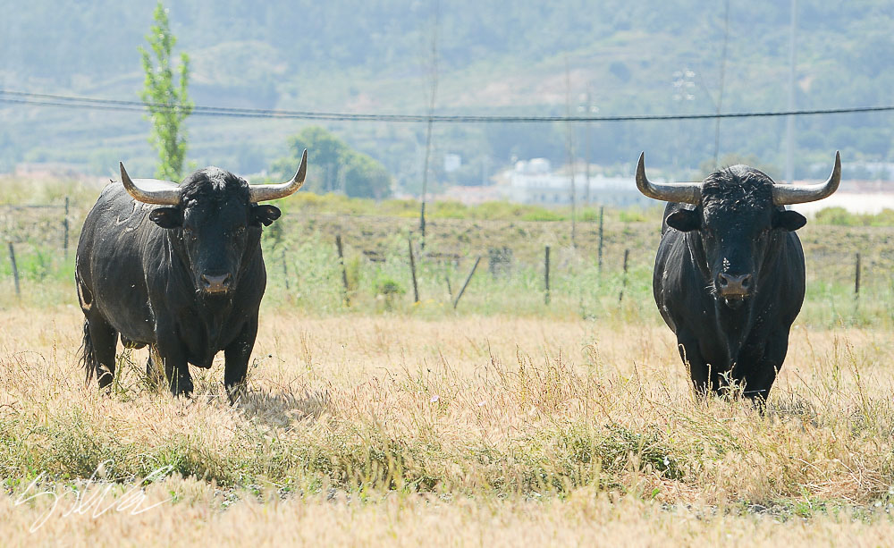 Canas Vigouroux. Camada 2020