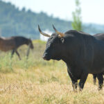 Canas Vigouroux. Camada 2020