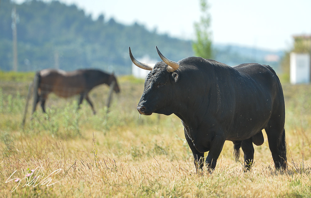 Canas Vigouroux. Camada 2020