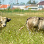 Canas Vigouroux. Camada 2020