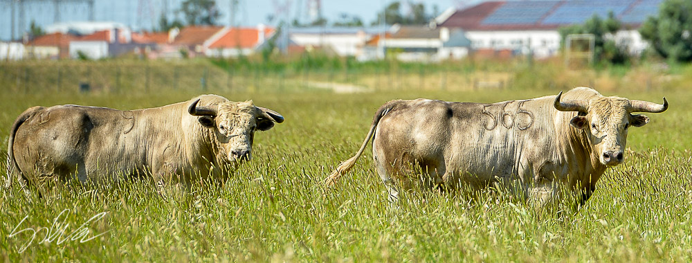 Canas Vigouroux. Camada 2020