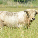 Canas Vigouroux. Camada 2020