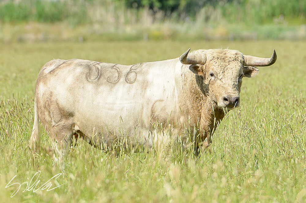 Canas Vigouroux. Camada 2020