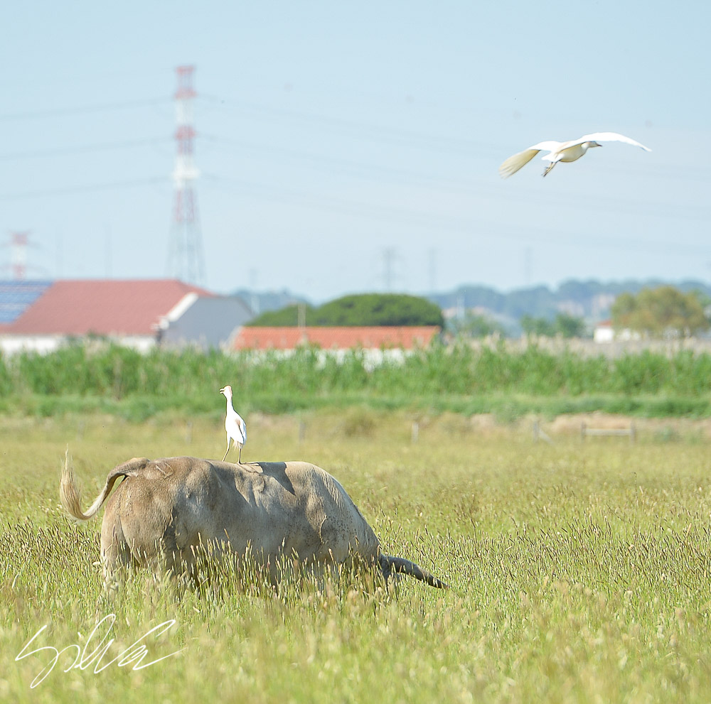 Canas Vigouroux. Camada 2020