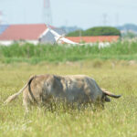 Canas Vigouroux. Camada 2020