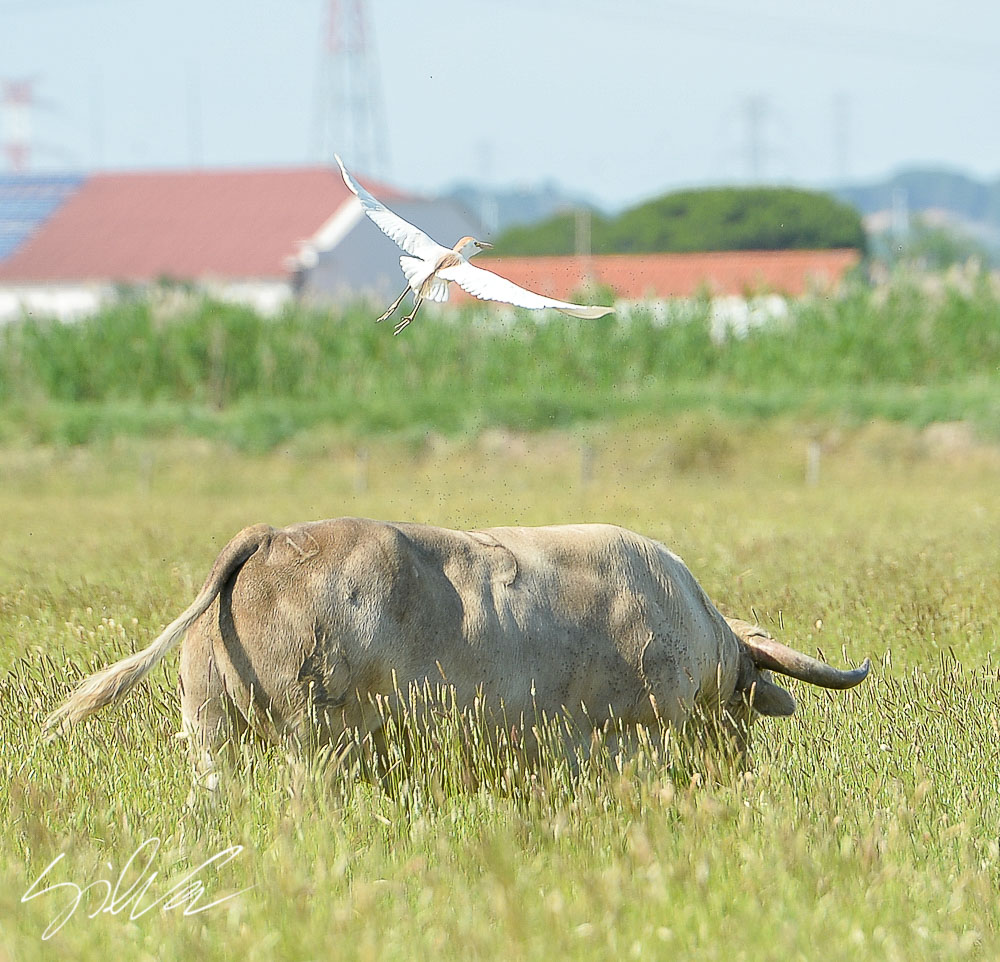 Canas Vigouroux. Camada 2020