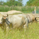 Canas Vigouroux. Camada 2020