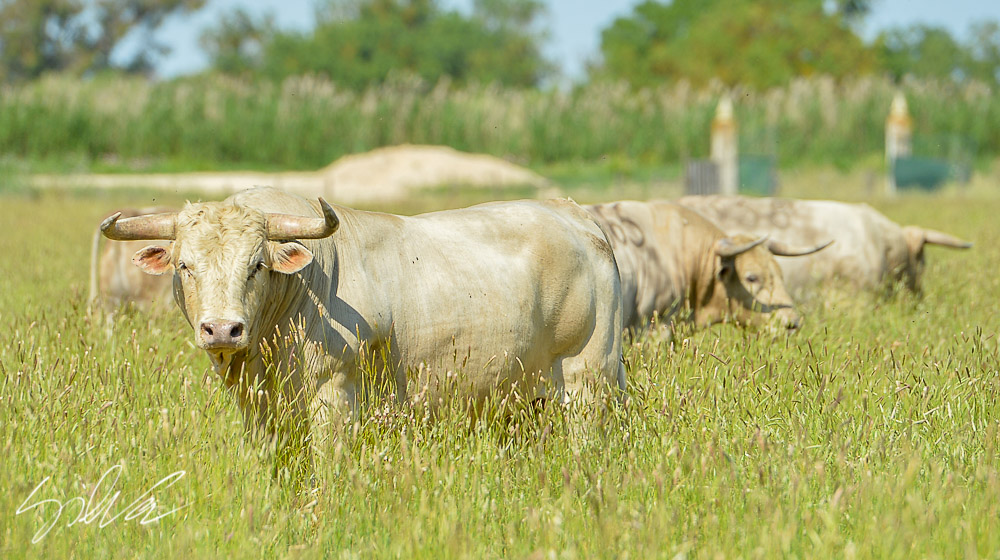 Canas Vigouroux. Camada 2020