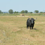 Canas Vigouroux. Camada 2020