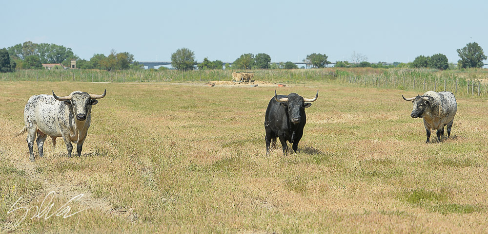 Canas Vigouroux. Camada 2020