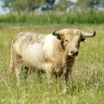 Canas Vigouroux. Camada 2020