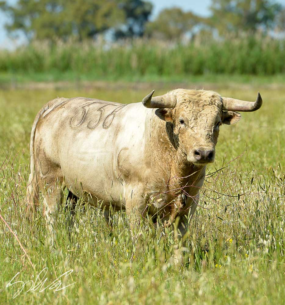 Canas Vigouroux. Camada 2020