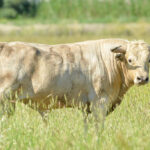 Canas Vigouroux. Camada 2020