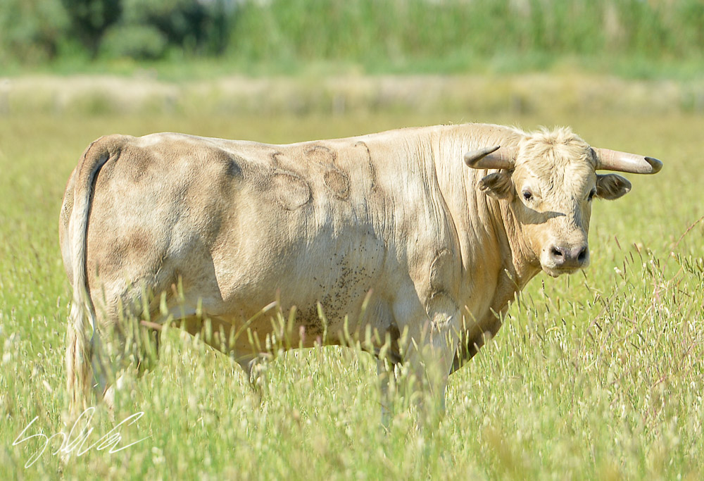Canas Vigouroux. Camada 2020