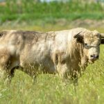 Canas Vigouroux. Camada 2020