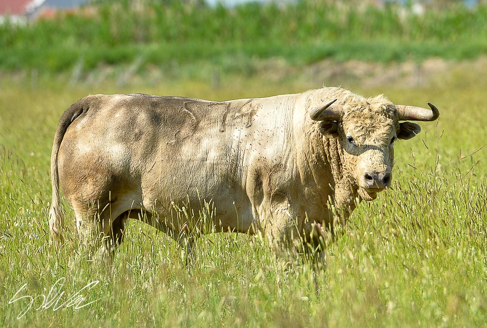 Canas Vigouroux. Camada 2020
