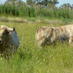 Canas Vigouroux. Camada 2020