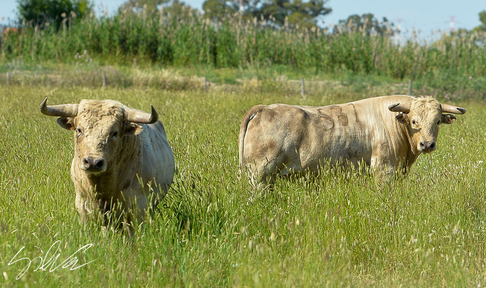 Canas Vigouroux. Camada 2020