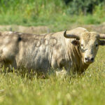 Canas Vigouroux. Camada 2020