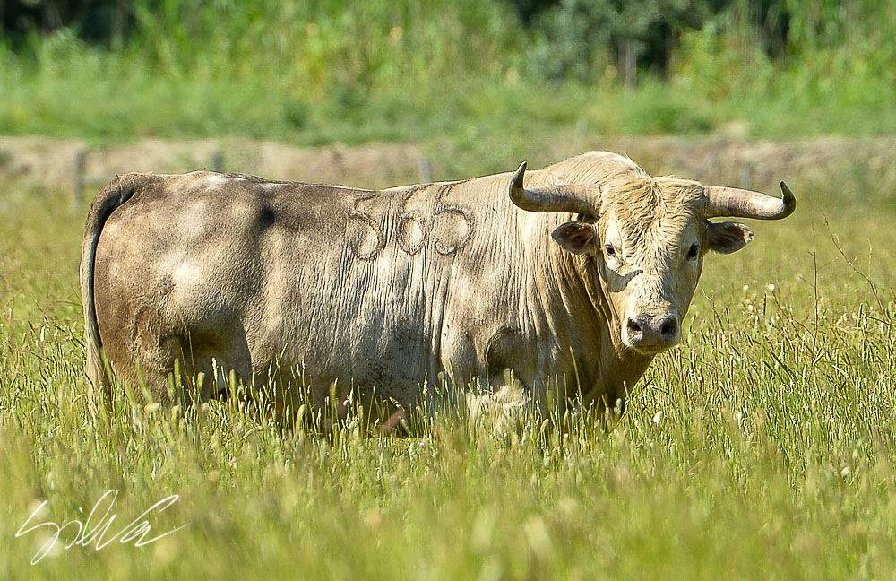 Canas Vigouroux. Camada 2020
