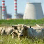 Canas Vigouroux. Camada 2020