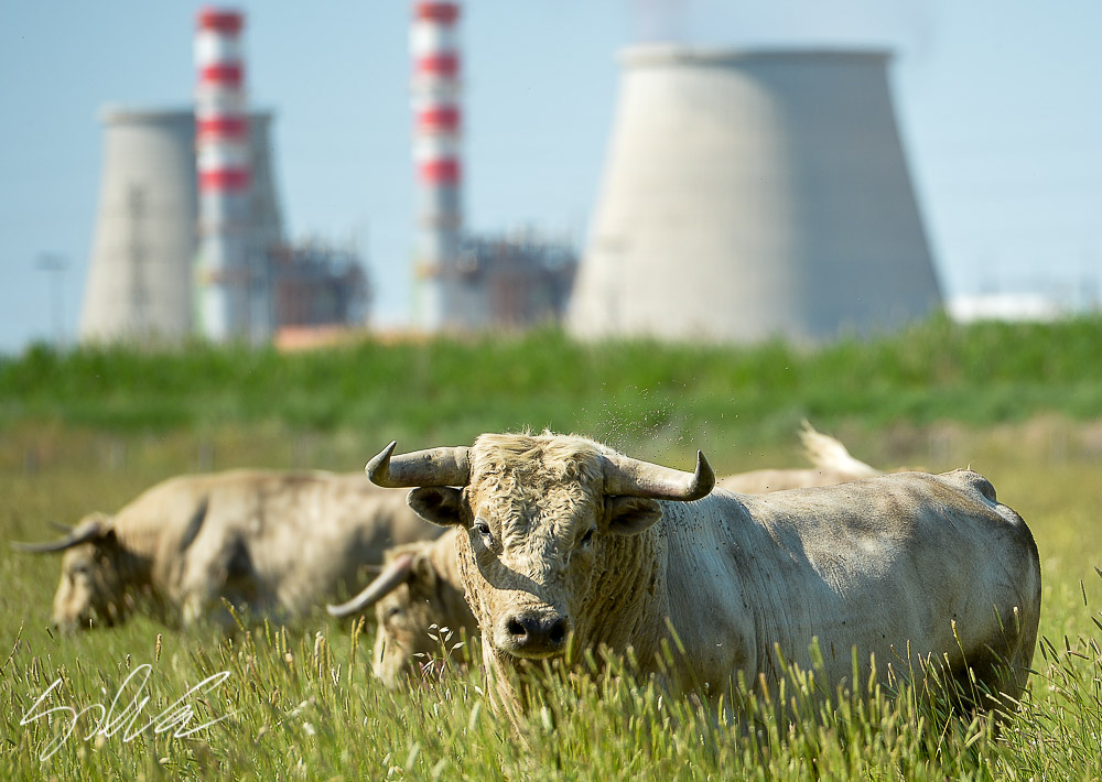 Canas Vigouroux. Camada 2020