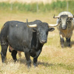 Canas Vigouroux. Camada 2020