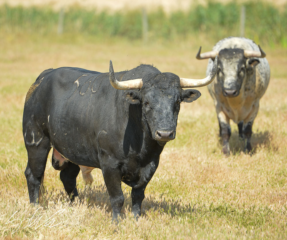 Canas Vigouroux. Camada 2020