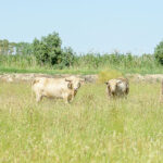 Canas Vigouroux. Camada 2020