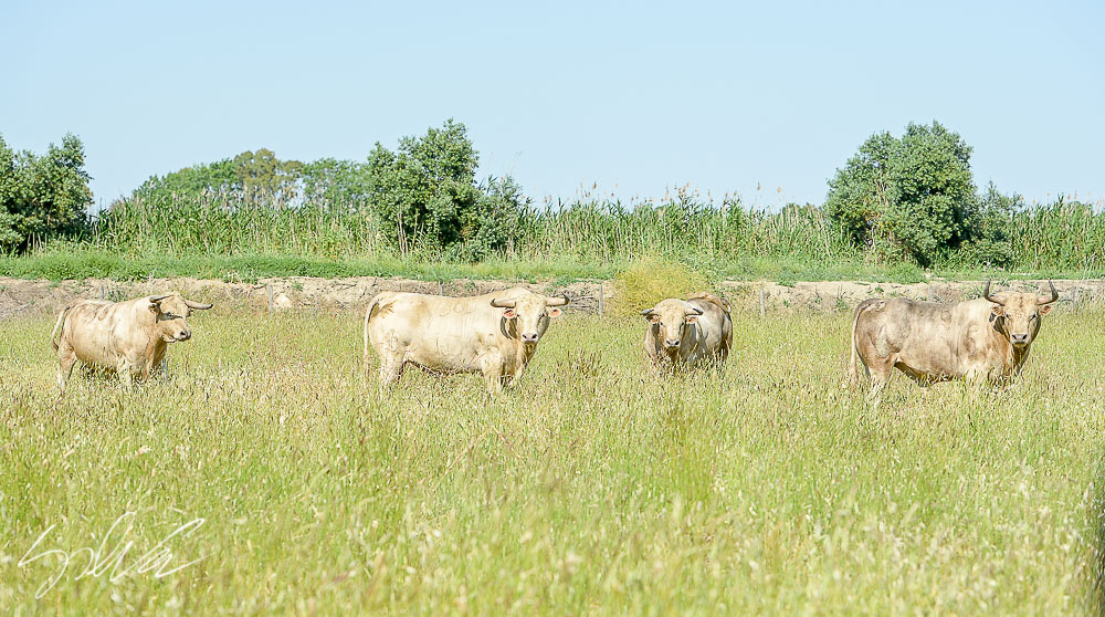 Canas Vigouroux. Camada 2020