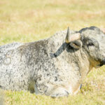 Canas Vigouroux. Camada 2020