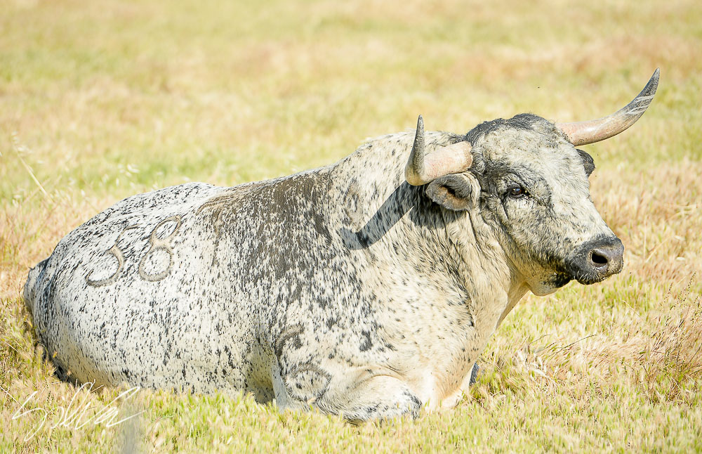 Canas Vigouroux. Camada 2020