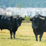 Canas Vigouroux. Camada 2020