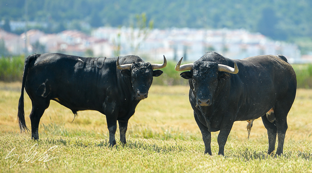 Canas Vigouroux. Camada 2020