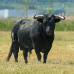 Canas Vigouroux. Camada 2020