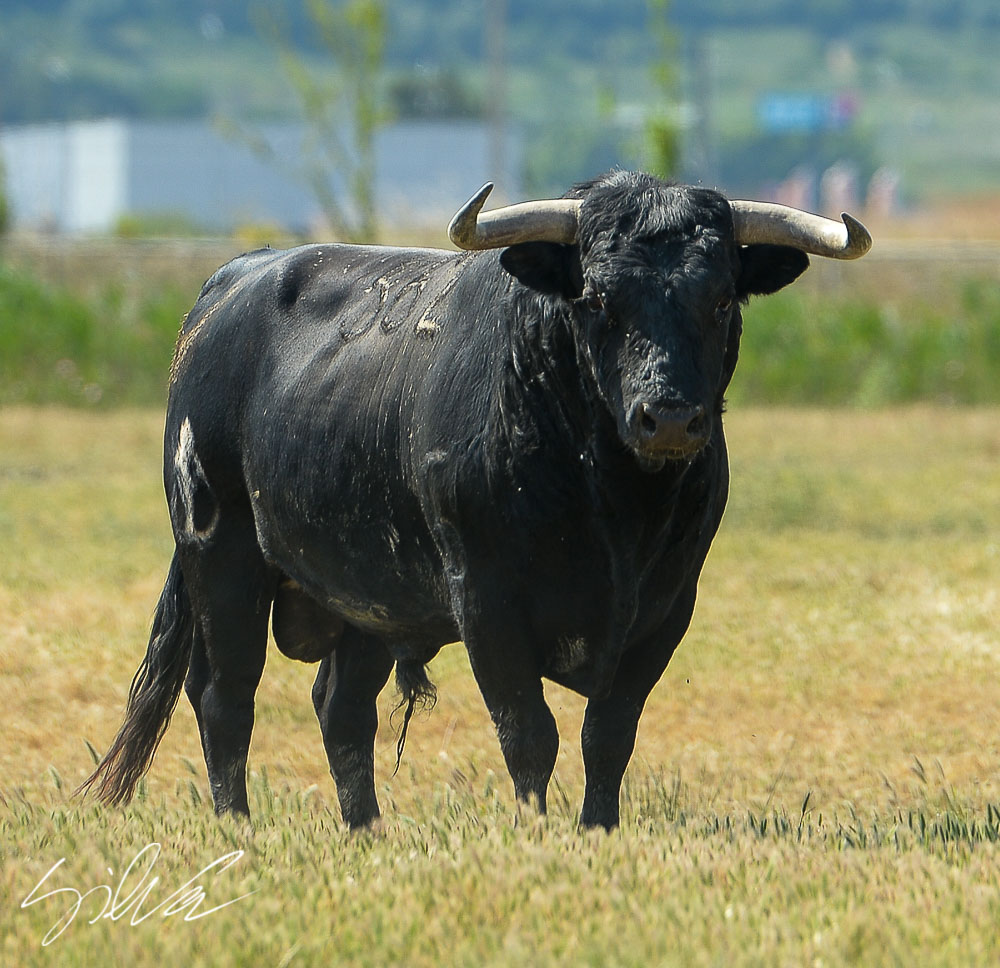 Canas Vigouroux. Camada 2020