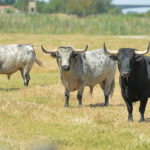 Canas Vigouroux. Camada 2020