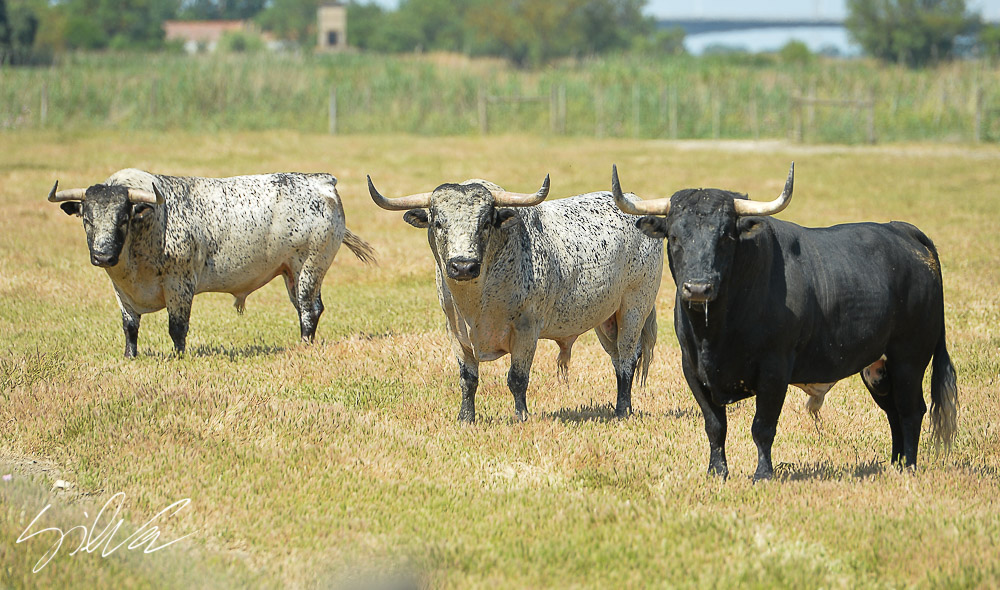 Canas Vigouroux. Camada 2020