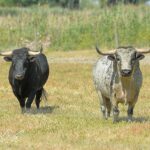 Canas Vigouroux. Camada 2020