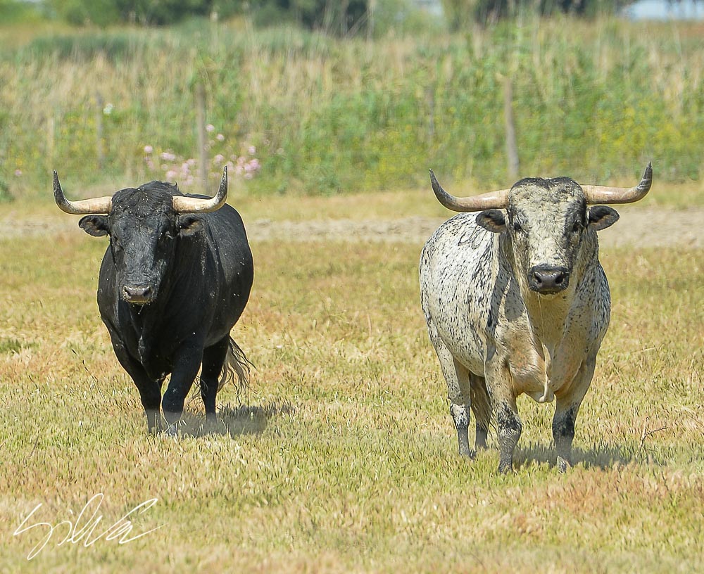 Canas Vigouroux. Camada 2020