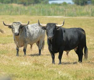 Canas Vigouroux. Camada 2020