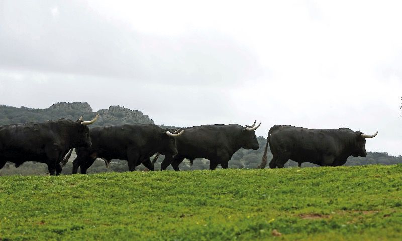 Asaja Extremadura critica la discriminación contra los festejos taurinos en la desescalada