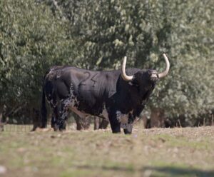 Montealto, camada 2019