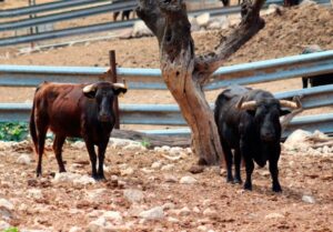 El semental de Fuente Ymbro de nombre Ocioso, con una de las vacas adquiridas.
