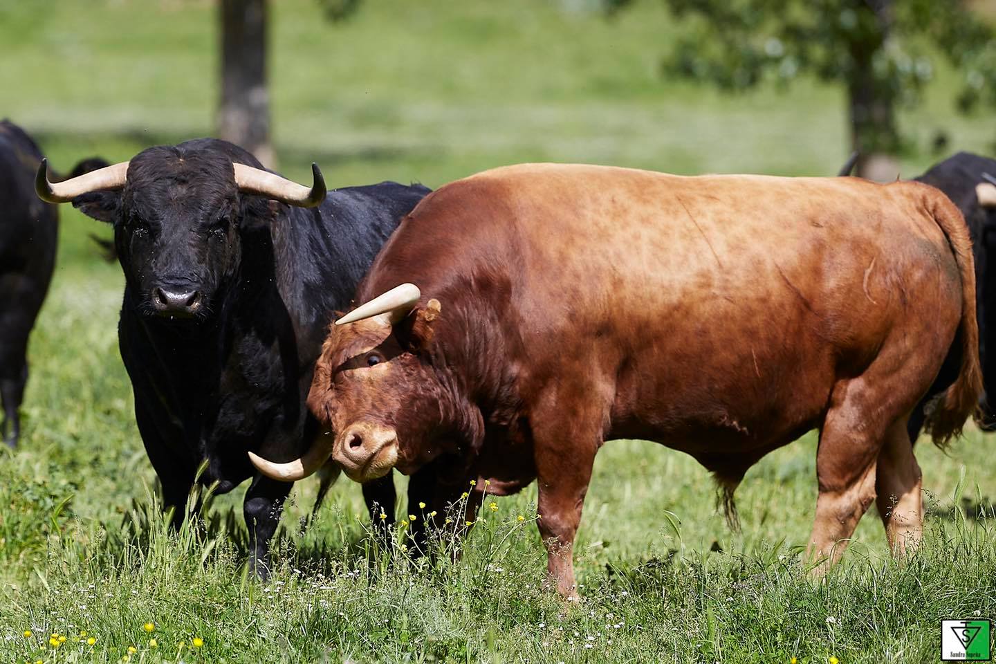 Ganadería Sandra Sopeña