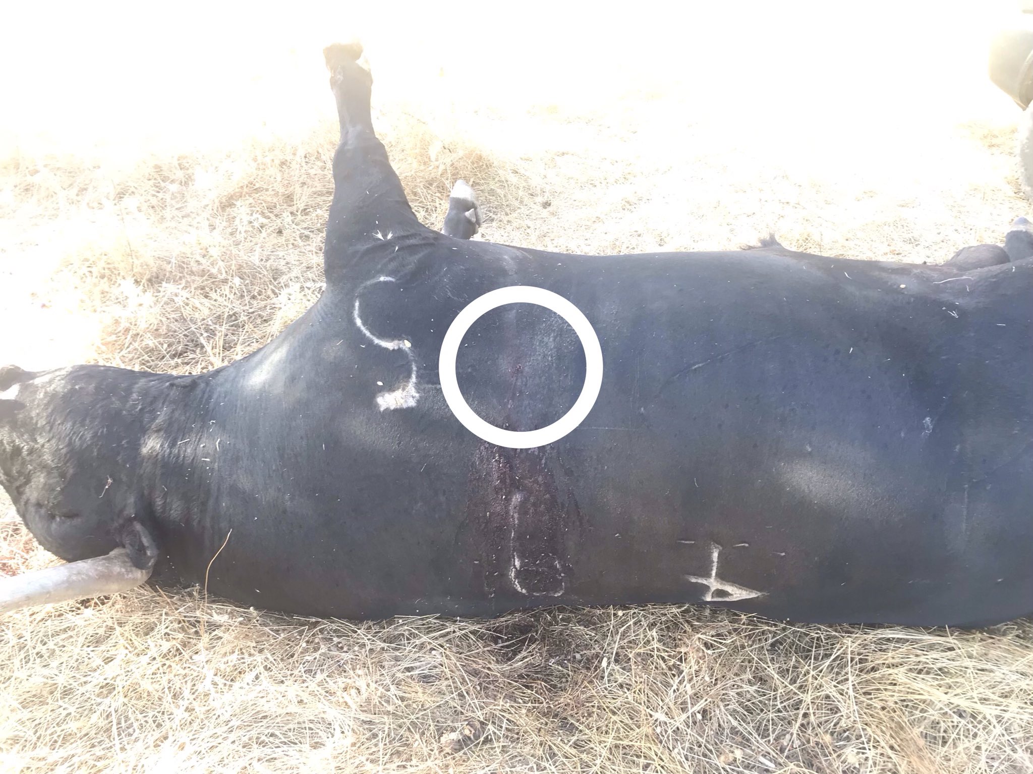 Un semental de Buenavista, abatido por un disparo en el campo