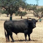 Inspector (Jandilla). Número 25. 570 kg.